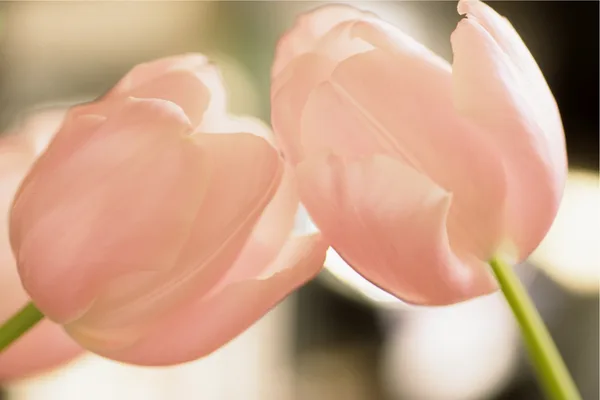 可愛いチューリップで愛を表現