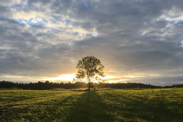 大地と大きな1本の木